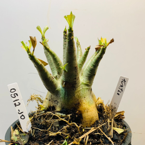 0512 10 Arabicum Turtle