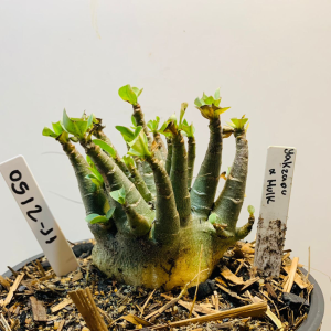 0512 11 Arabicum Yakzaou x hulk