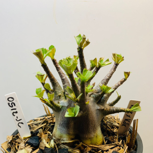 0512 12 Arabicum Hulk x kdk