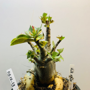 0512 13 Arabicum Hulk x kdk