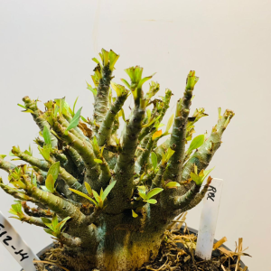 0512 14 Arabicum Rbl