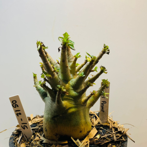 0512 15 Arabicum Otimus prime