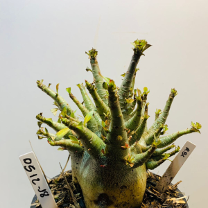 0512 18 Arabicum Rbl