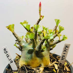 0512 19 Arabicum Hulk x kdk