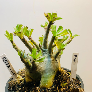 0512 20 Arabicum PBN