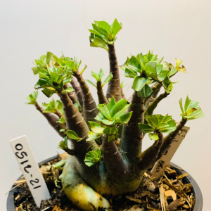 0512 21 Arabicum Black