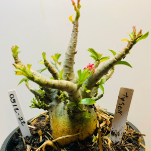 0512 22 Arabicum Tyson