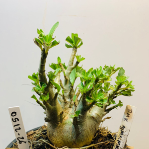 0512 26 Arabicum Pmk x mkmk