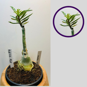 0512 95 Rosa do Deserto Purple Stop