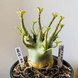 0612 02 Arabicum Hulk x king kong X Dynamo