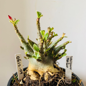 0612 04 Arabicum Godji champ x PBN soco