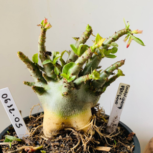 0612 05 Arabicum Godji Champ x pbn Soco