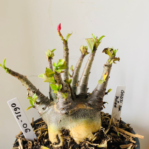 0612 06 Arabicum Godji dk x Dwarf