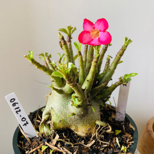 0612 07 Arabicum Rbl