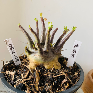 0612 09 Arabicum RDF