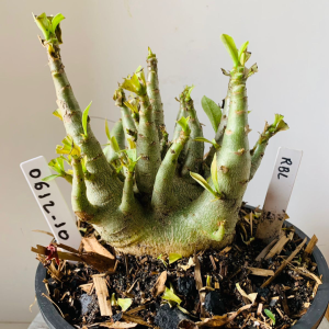 0612 10 Arabicum RBL