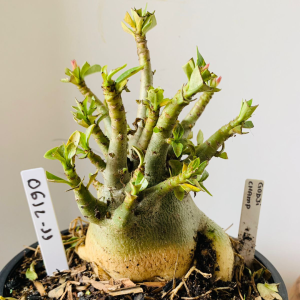 0612 11 Arabicum Godji Champ