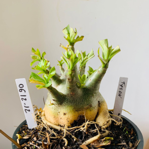 0612 12 Arabicum Tyson