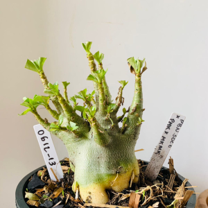 0612 13 Arabicum PBN soco x pmk x mkmk