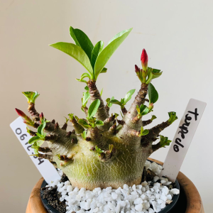 0612 14 Arabicum Torpedo