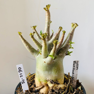 0612 15 Arabicum Godji f2 black hawk x onyx