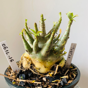 0612 16 Arabicum Turtle