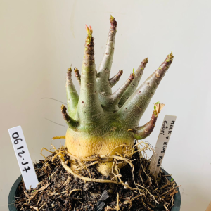 0612 17 Arabicum Hulk x king kong x Godj