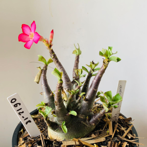 0612 18 Arabicum Black