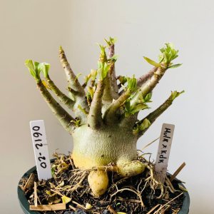 0612 20 Arabicum Hulk x kdk