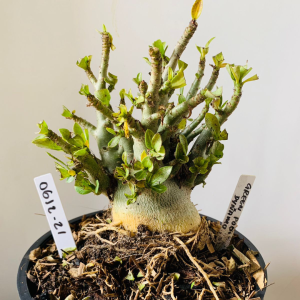 0612 21 Arabicum Green pod X Dynamo