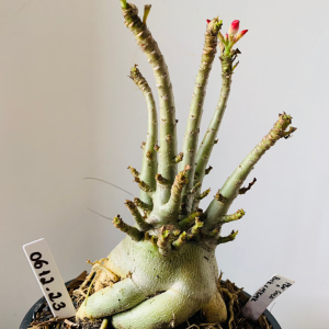 0612 23 Arabicum PBN soco x pmk x mkmk