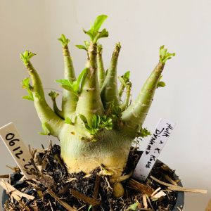 0612 25 Arabicum Hulk x king kong x Dynamo