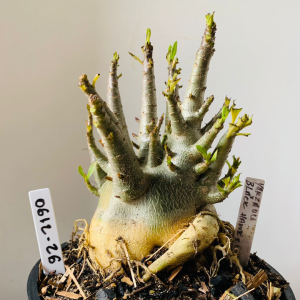 0612 26 Arabicum Yakzaou x black hawk x onyx