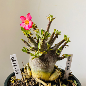 0612 27 Arabicum Hulk x kdk