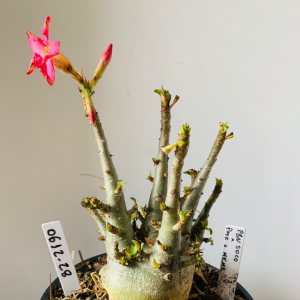 0612 28 Arabicum PBN soco x pmk mkmk