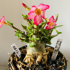 0612 29 Arabicum Dwarf (Ana) x bua sila dha