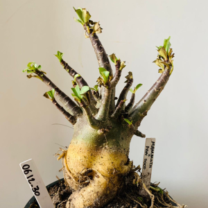 0612 30 Arabicum Mammoth x PBN soco