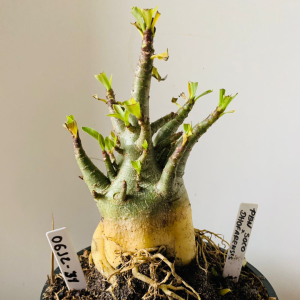 0612 31 Arabicum PBN soco x Dhofarense