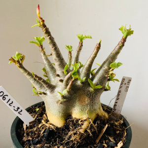 0612 32 Arabicum Bei Bid x black hawk x onyx