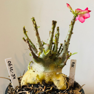 0612 34 Arabicum Rbl