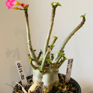 0612 35 Arabicum PBN soco x pmk x mkmk