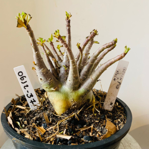 0612 37 Arabicum Green pod x hulk