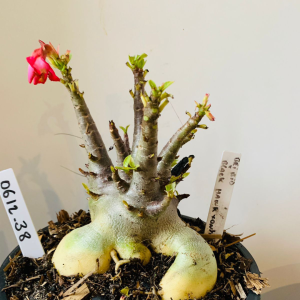 0612 38 Arabicum Bei Bid x black hawk x onyx