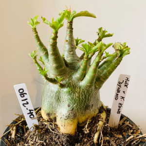 0612 40 Arabicum Hulk x king kong X Dynamo