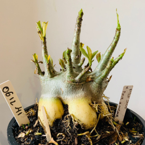 0612 41 Arabicum PBN soco x pmk x mkmk