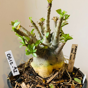 0612 42 Arabicum Mammoth x PBN soco