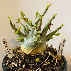 0612 43 Arabicum Green pod x Dynamo