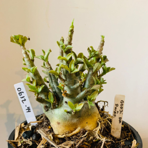 0612 44 Arabicum Godji dk x Dwarf