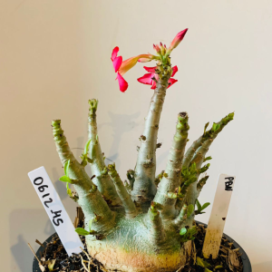 0612 45 Arabicum PBN