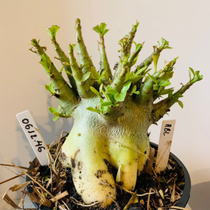 0612 46 Arabicum RBL